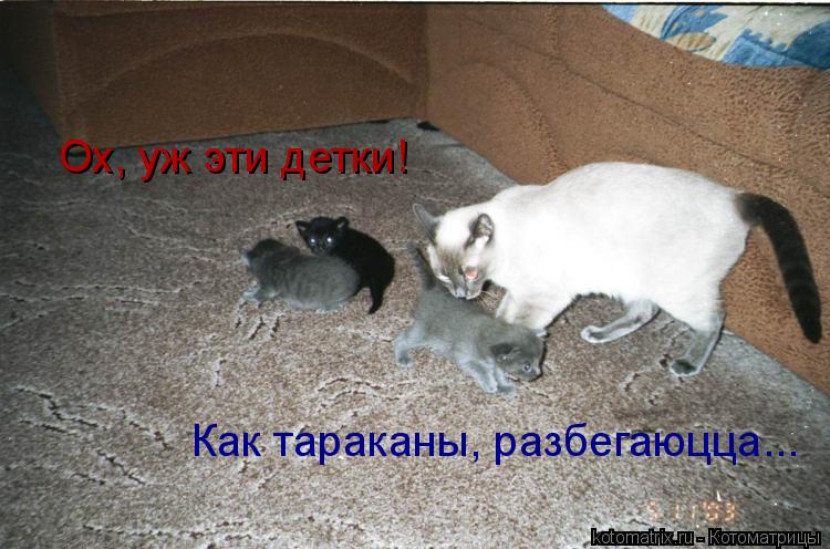 Ох, уж эти детки! Как тараканы, разбегаюцца...... Котоматрица: Ох, уж эти детки! Как тараканы, разбегаюцца...