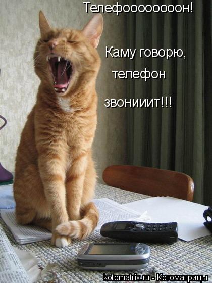 Телефоооооооон! Каму говорю, Каму говорю, телефон звонииит!!!... Котоматрица: Телефоооооооон! Каму говорю, Каму говорю, телефон звонииит!!!