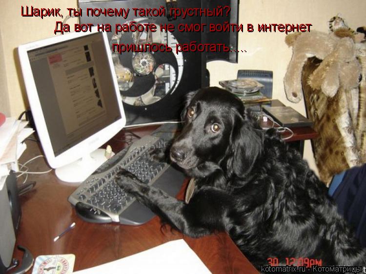 Шарик, ты почему такой грустный? Да вот на работе не смог войти в интернет пришлось работать........ Котоматрица: Шарик, ты почему такой грустный? Да вот на работе не смог войти в интернет пришлось работать.....