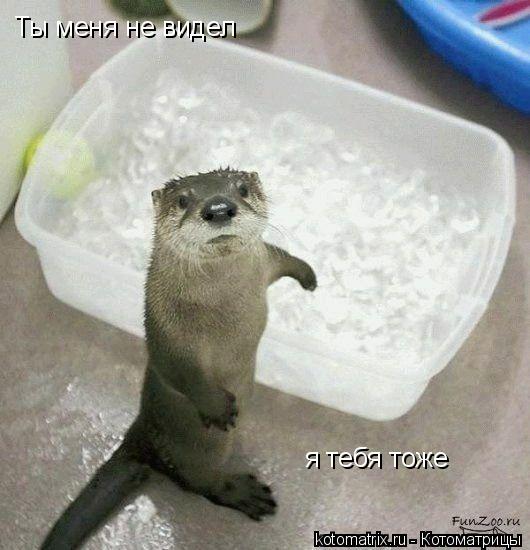 Ты меня не видел я тебя тоже... Котоматрица: Ты меня не видел я тебя тоже