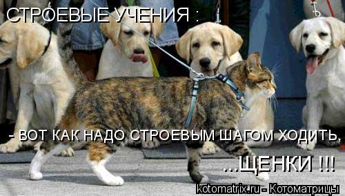 СТРОЕВЫЕ УЧЕНИЯ : - ВОТ КАК НАДО СТРОЕВЫМ ШАГОМ ХОДИТЬ, ...ЩЕНКИ !!!... Котоматрица: СТРОЕВЫЕ УЧЕНИЯ : - ВОТ КАК НАДО СТРОЕВЫМ ШАГОМ ХОДИТЬ, ...ЩЕНКИ !!!