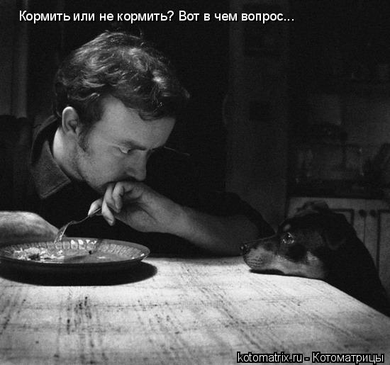 Кормить или не кормить? Вот в чем вопрос...... Котоматрица: Кормить или не кормить? Вот в чем вопрос...