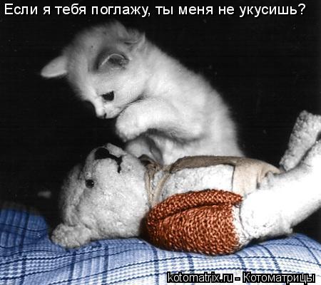 Если я тебя поглажу, ты меня не укусишь?... Котоматрица: Если я тебя поглажу, ты меня не укусишь?