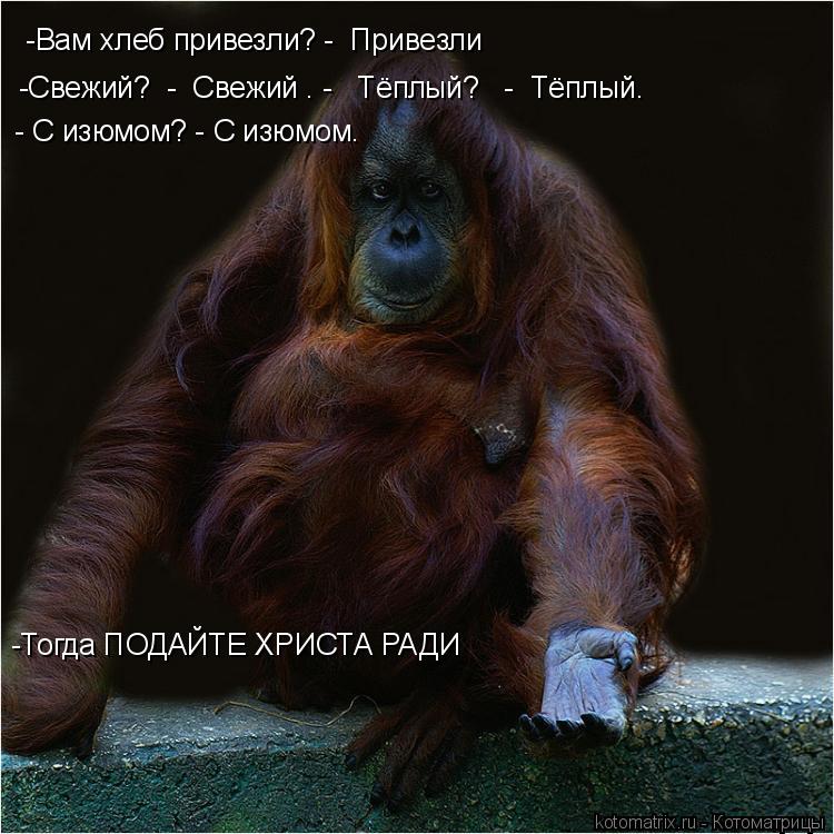 -Вам хлеб привезли? - Привезли -Свежий? - Свежий . - Тёплый? - Тёплый. - C изюмом? - С изюмо... Котоматрица: -Вам хлеб привезли? - Привезли -Свежий? - Свежий . - Тёплый? - Тёплый. - C изюмом? - С изюмом. -Тогда ПОДАЙТЕ ХРИСТА РАДИ