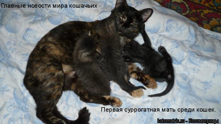 Первая суррогатная мать среди кошек. Главные новости мира кошачьих... Котоматрица: Первая суррогатная мать среди кошек. Главные новости мира кошачьих