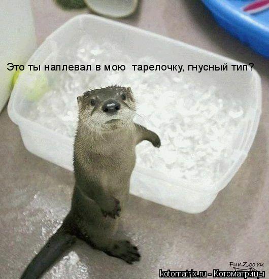 Это ты наплевал в мою тарелочку, гнусный тип?... Котоматрица: Это ты наплевал в мою тарелочку, гнусный тип?