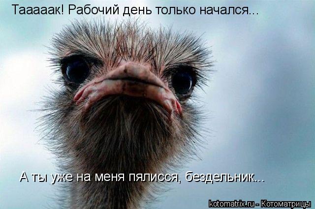 Тааааак! Рабочий день только начался... А ты уже на меня пялисся, бездельник...... Котоматрица: Тааааак! Рабочий день только начался... А ты уже на меня пялисся, бездельник...
