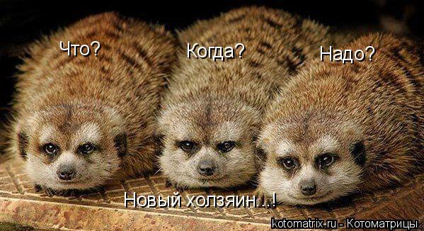 Что? Когда? Надо? Новый холзяин...!... Котоматрица: Что? Когда? Надо? Новый холзяин...!