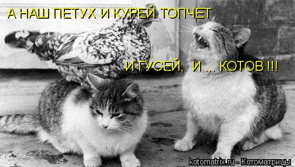 А НАШ ПЕТУХ И КУРЕЙ ТОПЧЕТ И ГУСЕЙ, И ... КОТОВ !!!... Котоматрица: А НАШ ПЕТУХ И КУРЕЙ ТОПЧЕТ И ГУСЕЙ, И ... КОТОВ !!!