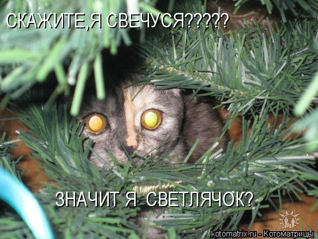 СКАЖИТЕ,Я СВЕЧУСЯ????? ЗНАЧИТ Я СВЕТЛЯЧОК?... Котоматрица: СКАЖИТЕ,Я СВЕЧУСЯ????? ЗНАЧИТ Я СВЕТЛЯЧОК?
