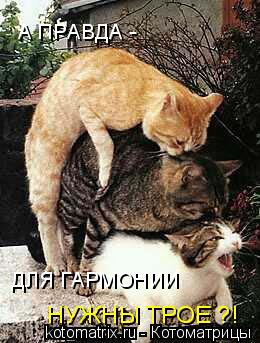 А ПРАВДА - ДЛЯ ГАРМОНИИ НУЖНЫ ТРОЕ ?!... Котоматрица: А ПРАВДА - ДЛЯ ГАРМОНИИ НУЖНЫ ТРОЕ ?!