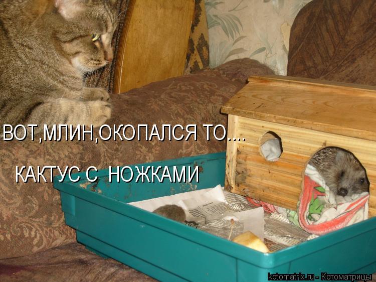 ВОТ,МЛИН,ОКОПАЛСЯ ТО.... КАКТУС С НОЖКАМИ... Котоматрица: ВОТ,МЛИН,ОКОПАЛСЯ ТО.... КАКТУС С НОЖКАМИ