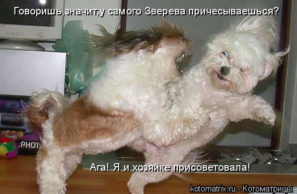 Говоришь,значит,у самого Зверева причесываешься? Ага! Я и хозяйке присоветовала!... Котоматрица: Говоришь,значит,у самого Зверева причесываешься? Ага! Я и хозяйке присоветовала!