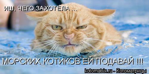 МОРСКИХ КОТИКОВ ЕЙ ПОДАВАЙ !!! ИШ, ЧЕГО ЗАХОТЕЛА ...... Котоматрица: МОРСКИХ КОТИКОВ ЕЙ ПОДАВАЙ !!! ИШ, ЧЕГО ЗАХОТЕЛА ...