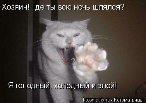 Хозяин! Где ты всю ночь шлялся? Я голодный, холодный и злой!... Котоматрица: Хозяин! Где ты всю ночь шлялся? Я голодный, холодный и злой!