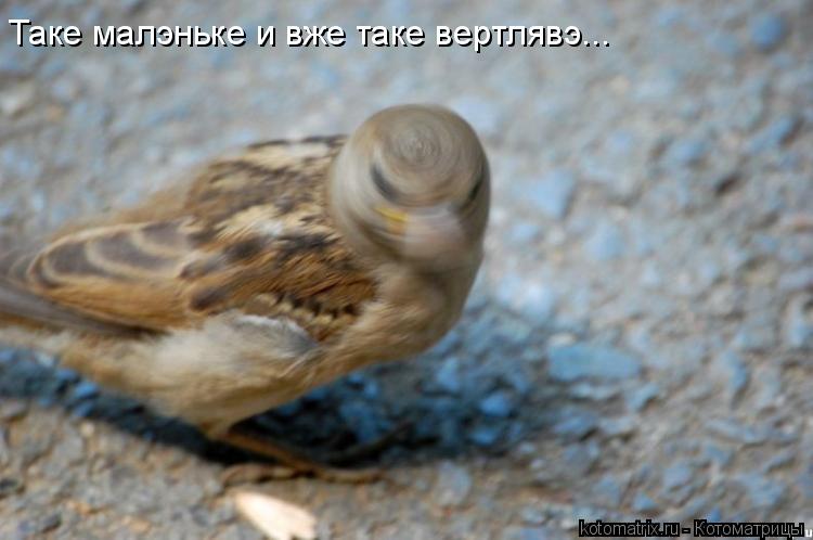 Таке малэньке и вже таке вертлявэ...... Котоматрица: Таке малэньке и вже таке вертлявэ...