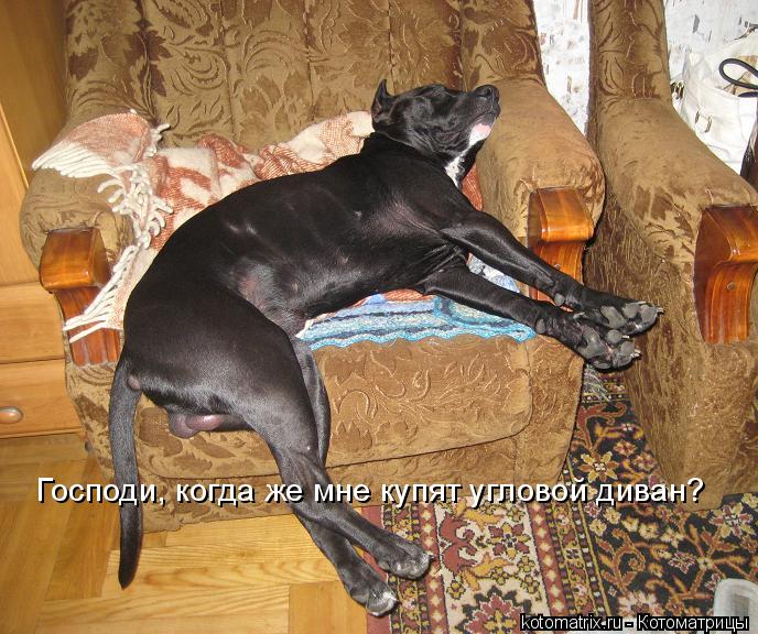 Господи, когда же мне купят угловой диван?... Котоматрица: Господи, когда же мне купят угловой диван?
