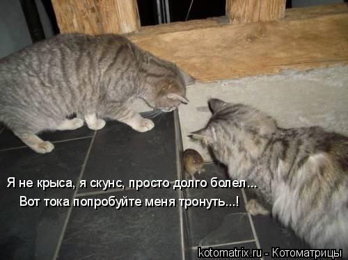 Вот тока попробуйте меня тронуть...! Я не крыса, я скунс, просто долго болел...... Котоматрица: Вот тока попробуйте меня тронуть...! Я не крыса, я скунс, просто долго болел...