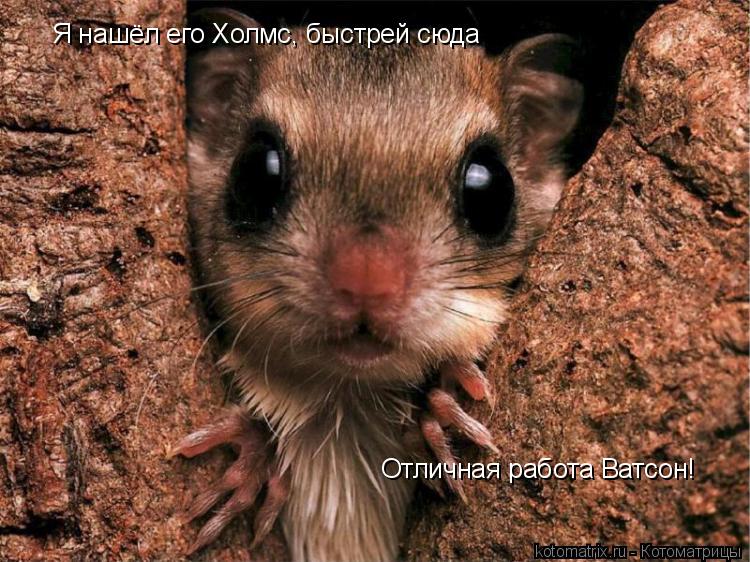Я нашёл его Холмс, быстрей сюда Отличная работа Ватсон!... Котоматрица: Я нашёл его Холмс, быстрей сюда Отличная работа Ватсон!