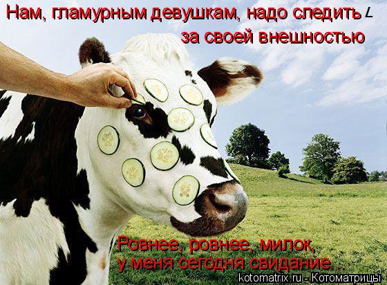 Нам, гламурным девушкам, надо следить за своей внешностью Ровнее, ровнее, милок, у меня сегодня свида... Котоматрица: Нам, гламурным девушкам, надо следить за своей внешностью Ровнее, ровнее, милок, у меня сегодня свидание...