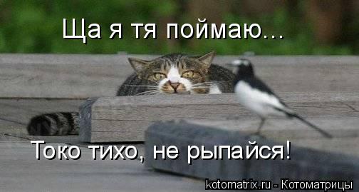 Ща я тя поймаю... Токо тихо, не рыпайся!... Котоматрица: Ща я тя поймаю... Токо тихо, не рыпайся!