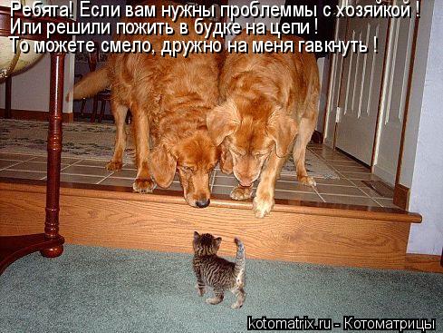 Или решили пожить в будке на цепи ! Ребята! Если вам нужны проблеммы с хозяйкой ! То можете смело, д... Котоматрица: Или решили пожить в будке на цепи ! Ребята! Если вам нужны проблеммы с хозяйкой ! То можете смело, дружно на меня гавкнуть !