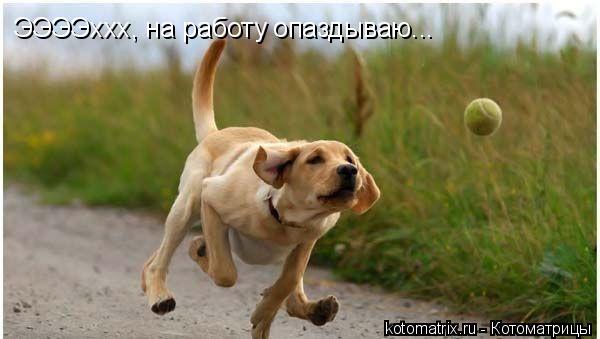 ЭЭЭЭххх, на работу опаздываю...... Котоматрица: ЭЭЭЭххх, на работу опаздываю...