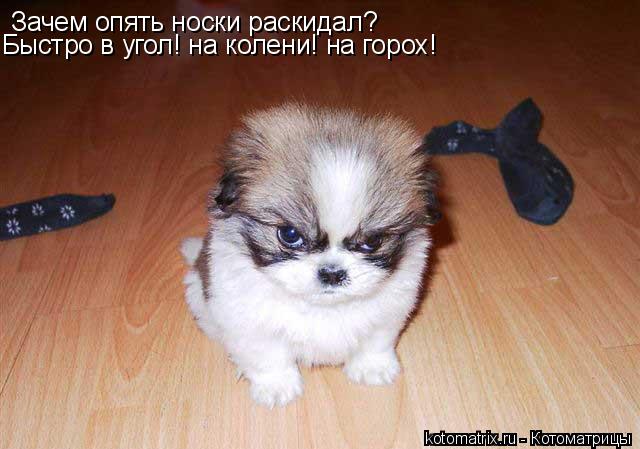 Зачем опять носки раскидал? Быстро в угол! на колени! на горох!... Котоматрица: Зачем опять носки раскидал? Быстро в угол! на колени! на горох!