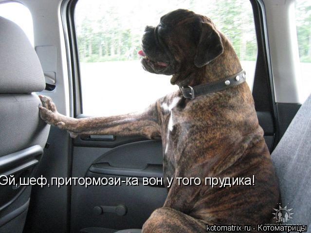Эй,шеф,притормози-ка вон у того прудика!... Котоматрица: Эй,шеф,притормози-ка вон у того прудика!