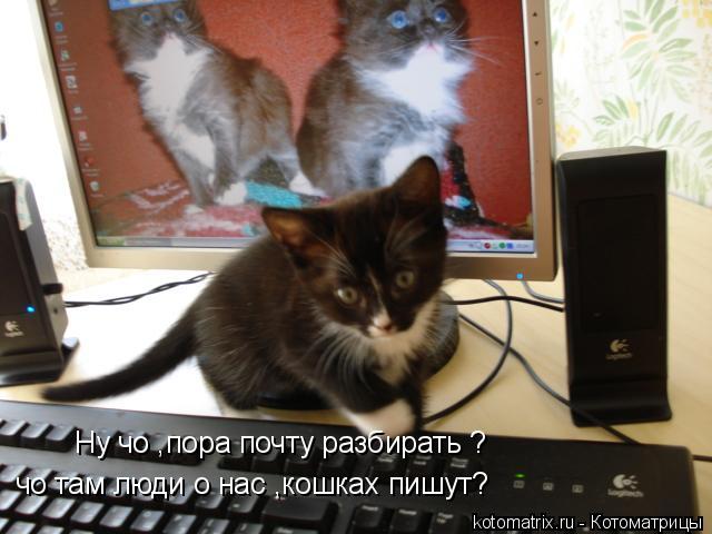 Ну чо ,пора почту разбирать ? чо там люди о нас ,кошках пишут?... Котоматрица: Ну чо ,пора почту разбирать ? чо там люди о нас ,кошках пишут?