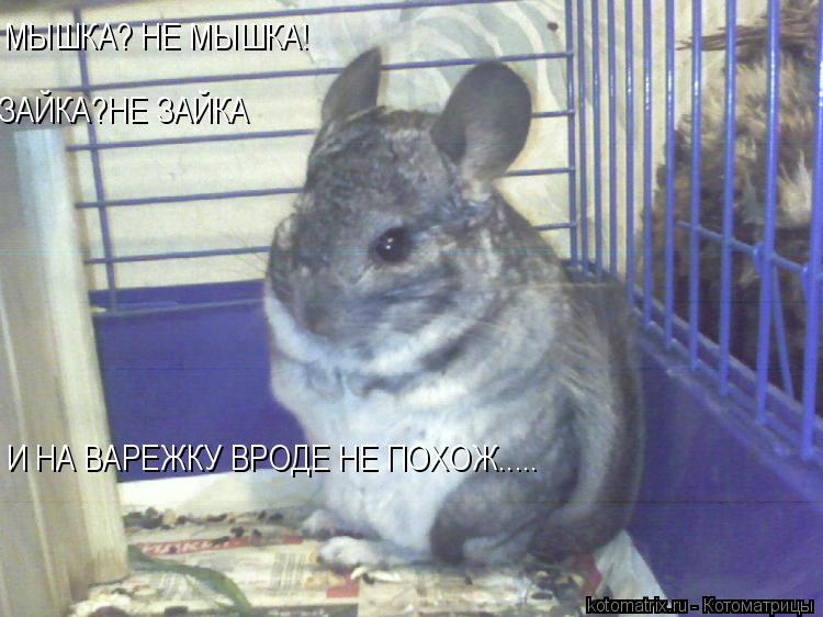 МЫШКА? НЕ МЫШКА! ЗАЙКА?НЕ ЗАЙКА И НА ВАРЕЖКУ ВРОДЕ НЕ ПОХОЖ........ Котоматрица: МЫШКА? НЕ МЫШКА! ЗАЙКА?НЕ ЗАЙКА И НА ВАРЕЖКУ ВРОДЕ НЕ ПОХОЖ.....
