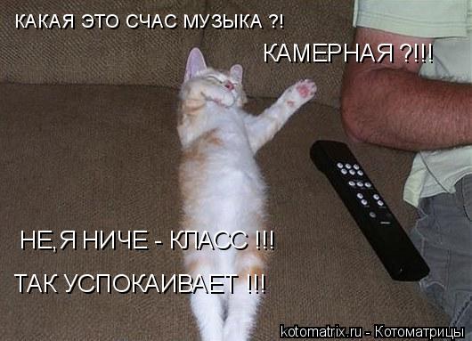 КАКАЯ ЭТО СЧАС МУЗЫКА ?! КАМЕРНАЯ ?!!! НЕ,Я НИЧЕ - КЛАСС !!! ТАК УСПОКАИВАЕТ !!!... Котоматрица: КАКАЯ ЭТО СЧАС МУЗЫКА ?! КАМЕРНАЯ ?!!! НЕ,Я НИЧЕ - КЛАСС !!! ТАК УСПОКАИВАЕТ !!!