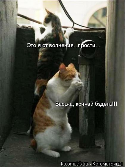 Васька, кончай бздеть!!! Это я от волнения...прости...... Котоматрица: Васька, кончай бздеть!!! Это я от волнения...прости...