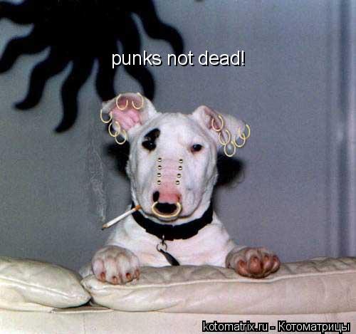 punks not dead!... Котоматрица: punks not dead!