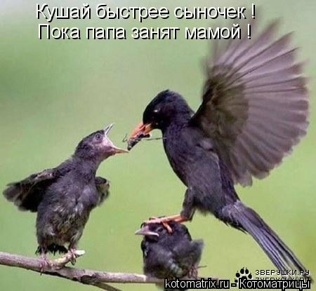 Кушай быстрее сыночек ! Пока папа занят мамой !... Котоматрица: Кушай быстрее сыночек ! Пока папа занят мамой !