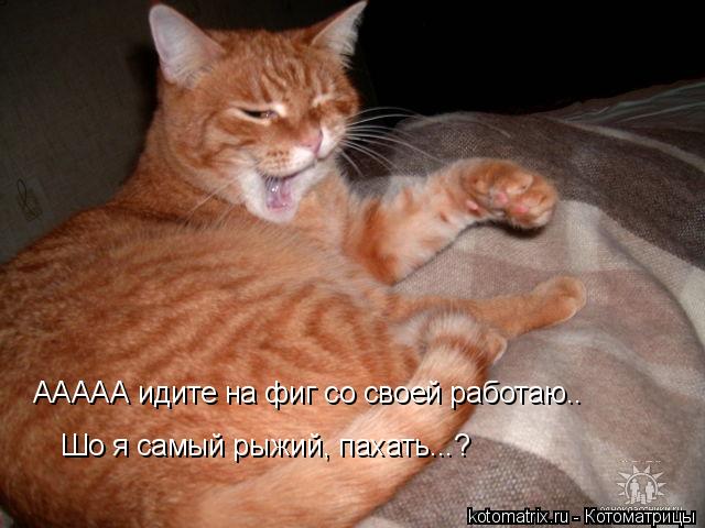 ААААА идите на фиг со своей работаю.. Шо я самый рыжий, пахать...?... Котоматрица: ААААА идите на фиг со своей работаю.. Шо я самый рыжий, пахать...?
