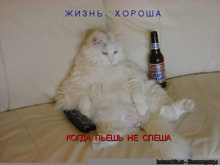 Ж И З Н Ь Х О Р О Ш А КОГДА ПЬЕШЬ НЕ СПЕША... Котоматрица: Ж И З Н Ь Х О Р О Ш А КОГДА ПЬЕШЬ НЕ СПЕША