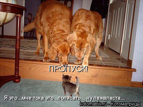 Я это...мне тока это...пописать... ну пажаласта... ПРОПУСК!... Котоматрица: Я это...мне тока это...пописать... ну пажаласта... ПРОПУСК!