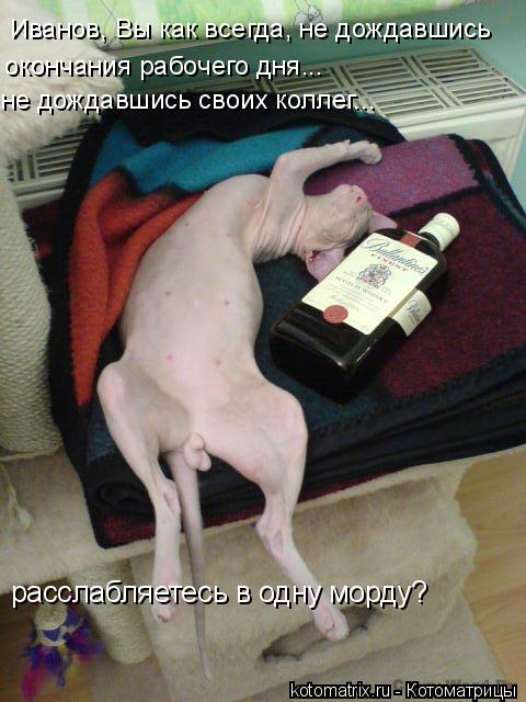 Иванов, Вы как всегда, не дождавшись окончания рабочего дня... не дождавшись своих коллег... расслабл... Котоматрица: Иванов, Вы как всегда, не дождавшись окончания рабочего дня... не дождавшись своих коллег... расслабляетесь в одну морду?