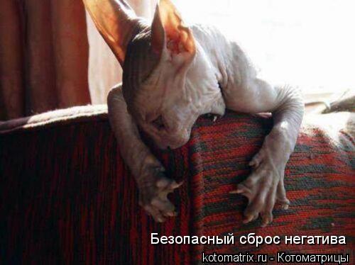 Безопасный сброс негатива... Котоматрица: Безопасный сброс негатива