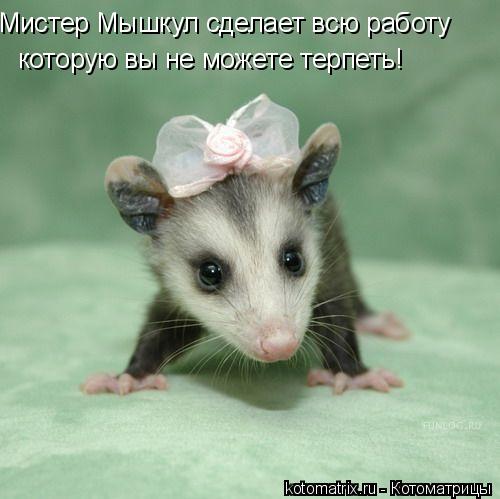 Мистер Мышкул сделает всю работу которую вы не можете терпеть!... Котоматрица: Мистер Мышкул сделает всю работу которую вы не можете терпеть!