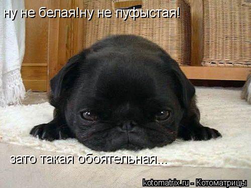 ну не белая!ну не пуфыстая! зато такая обоятельная...... Котоматрица: ну не белая!ну не пуфыстая! зато такая обоятельная...