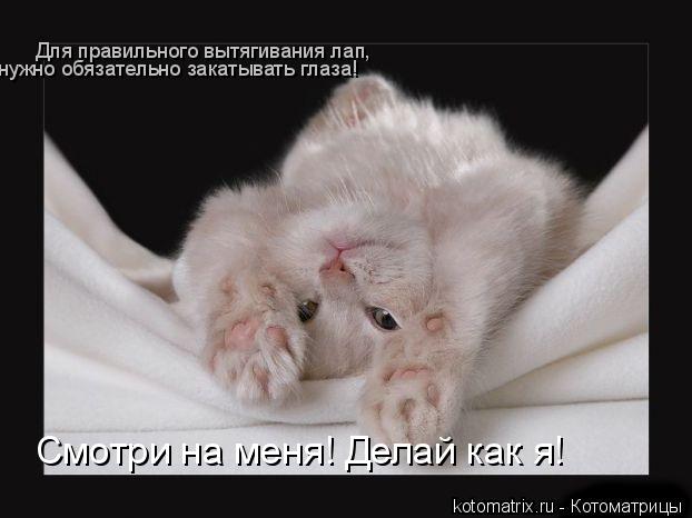 Для правильного вытягивания лап, нужно обязательно закатывать глаза! Смотри на меня! Делай как я!... Котоматрица: Для правильного вытягивания лап, нужно обязательно закатывать глаза! Смотри на меня! Делай как я!