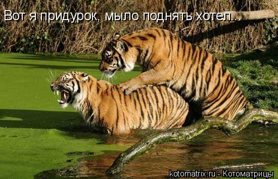 Вот я придурок, мыло поднять хотел...... Котоматрица: Вот я придурок, мыло поднять хотел...