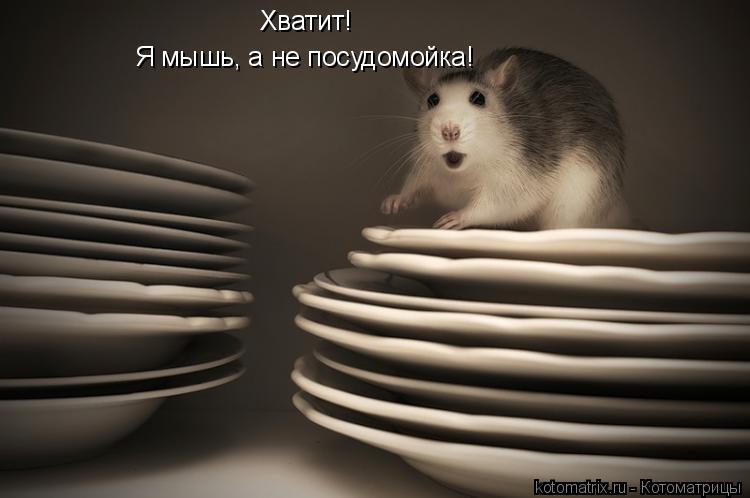 Хватит! Я мышь, а не посудомойка!... Котоматрица: Хватит! Я мышь, а не посудомойка!