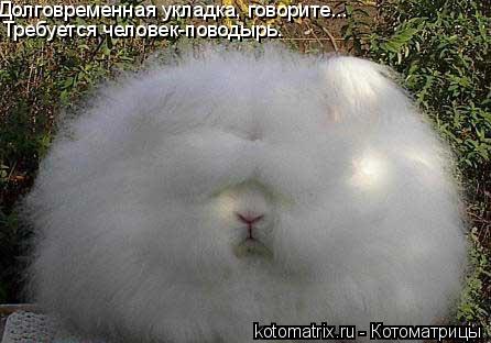 Долговременная укладка, говорите... Требуется человек-поводырь.... Котоматрица: Долговременная укладка, говорите... Требуется человек-поводырь.
