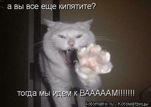 а вы все еще кипятите? ... Котоматрица: а вы все еще кипятите?