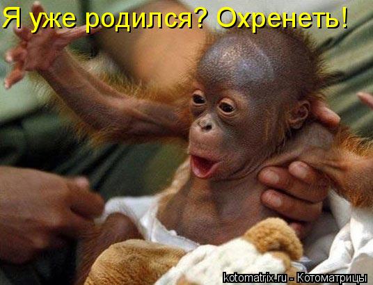Я уже родился? Охренеть!... Котоматрица: Я уже родился? Охренеть!
