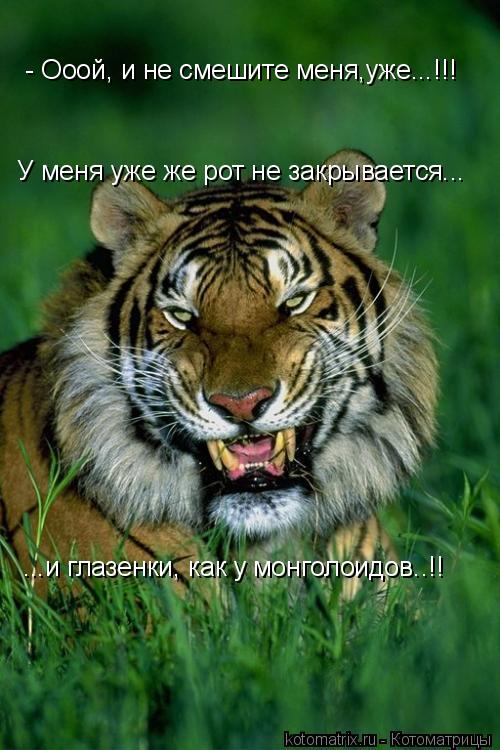 - Ооой, и не смешите меня,уже...!!! У меня уже же рот не закрывается... ...и глазенки, как у монголои... Котоматрица: - Ооой, и не смешите меня,уже...!!! У меня уже же рот не закрывается... ...и глазенки, как у монголоидов..!!
