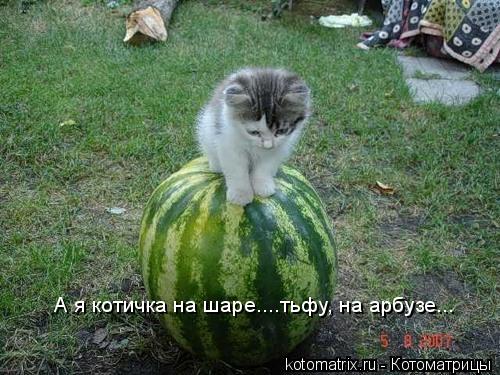 А я котичка на шаре....тьфу, на арбузе...... Котоматрица: А я котичка на шаре....тьфу, на арбузе...